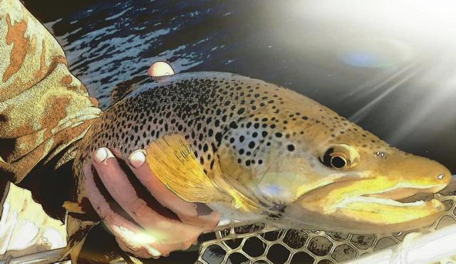 Henrys Fork Brown Trout