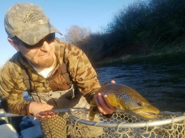 Brown trout