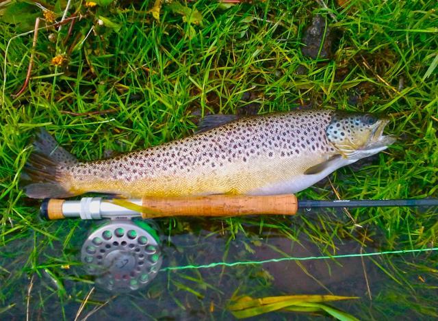 Spring Brown