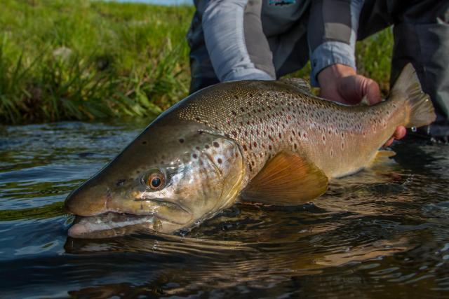 Henry's Fork Anglers Fishing Report - Devan Ence Photo