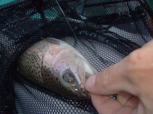 Caddis caught bow