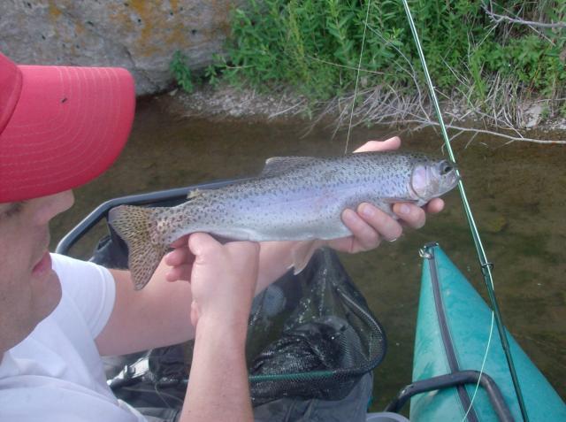 Another Rainbow Trout on the Henry's Fork