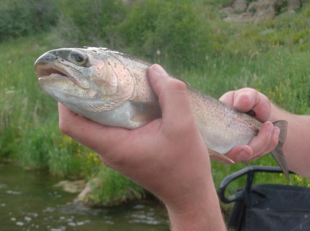 Rainbow Trout