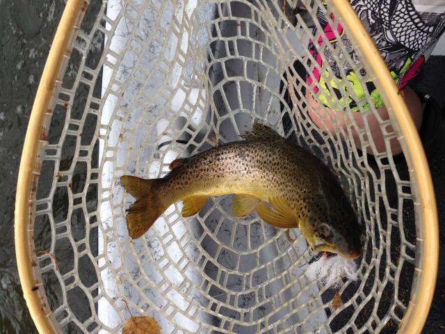 Brown caught on a Salmon Fly