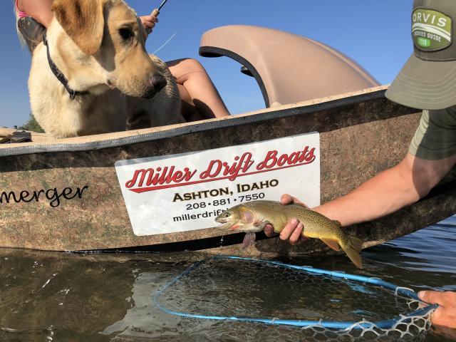 South Fork Fly Fishing Report