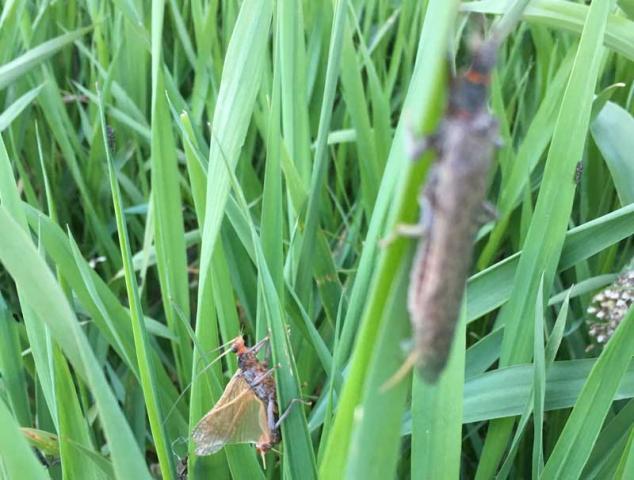 Adult salmonflys hatching on bank of Henrys Fork
