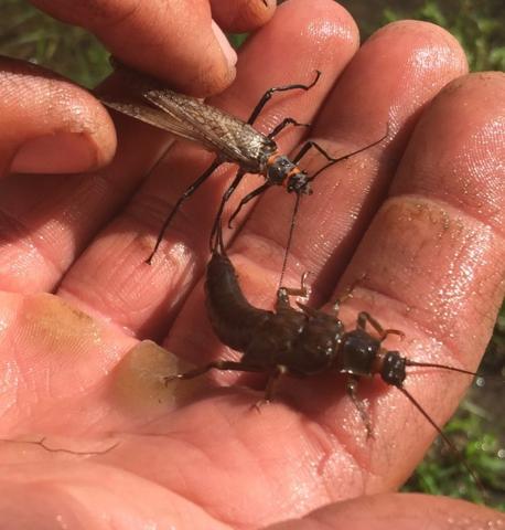 Adult and nymph Salmon Fly