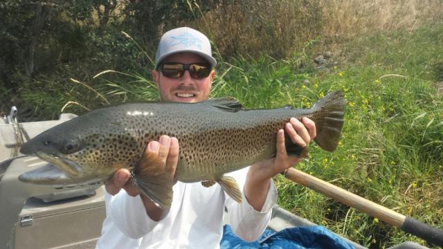 Lower Henry's Fork Brown Trout