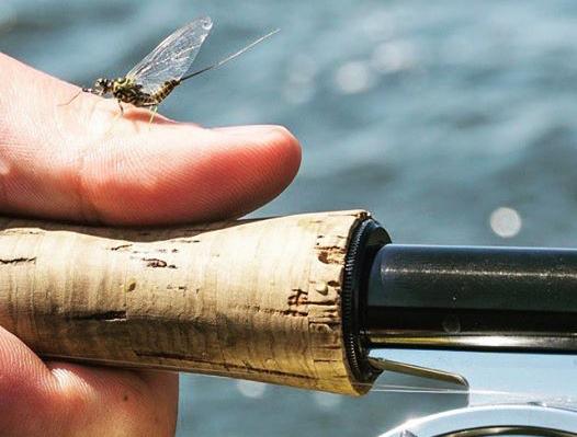Green Drake hatch on the Henry's Fork