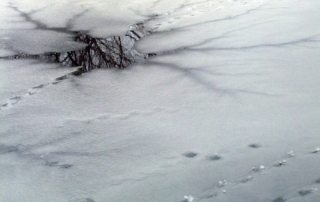 Owyhee River Fly Fishing Report for Winter Fly Fishing