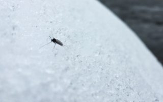 South Fork Snake River Fly Fishing Report